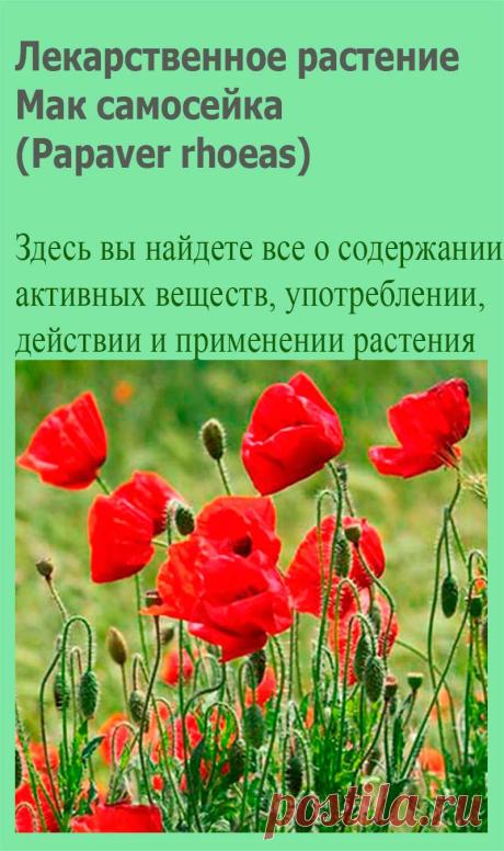 Лекарственное растение Мак самосейка (Papaver rhoeas). Однолетнее, довольно неприятно пахнущее растение с белым млечным соком, высотой 30-80 см. Стебель, листья и цветоножки с прилегающим или торчащим щетинистым опушением (характер его очень изменчив). Листья сидячие, глубоко перисторассеченные, с зубчатыми сегментами.