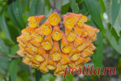 BomareaMultiflora1.jpg (1200×803)
