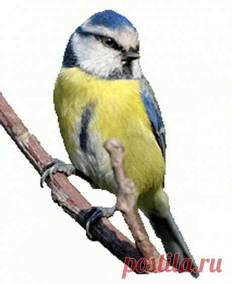 Лазоревка