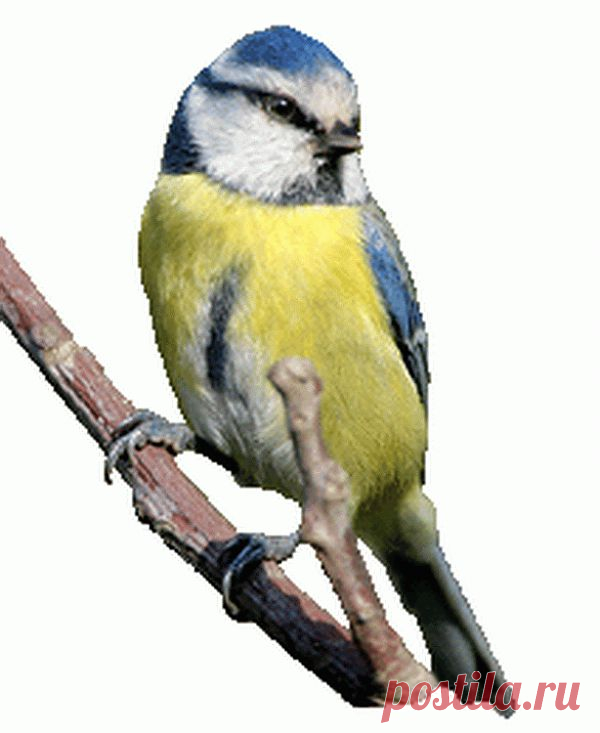 Лазоревка