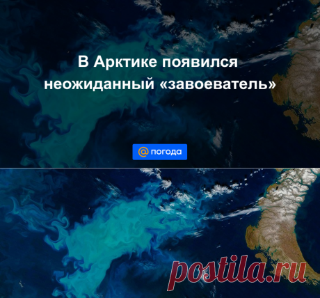 В Арктике появился неожиданный завоеватель -ФИТОПЛАНКТОН- Погода Mail.ru