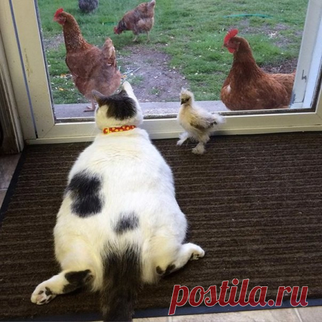 Порция милых котиков