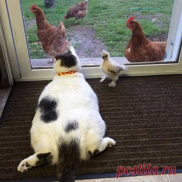 Порция милых котиков