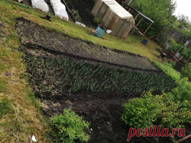 Морковь поливаю всего 3 раза за лето, но 2 раза обязательно «особыми» растворами, которые помогают росту и защищают морковь | Мой ТОПчик | Яндекс Дзен