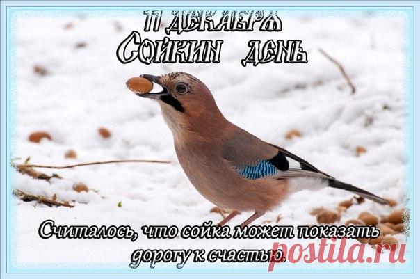 Поздравляем с Сойкиным днем! Пусть ваша забота о птицах принесет вам радость и благополучие. Спасибо, что помогаете лесным жителям! Открытки на Сойкин день!