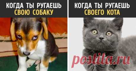 13 доказательств того, что собаки и кошки — с разных планет