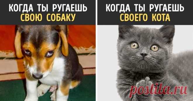 13 доказательств того, что собаки и кошки — с разных планет