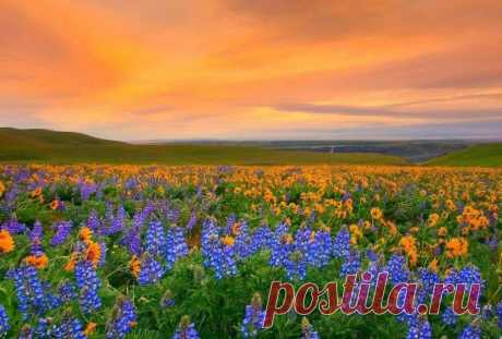 Долина цветов в Гималаях Долина Цветов — абсолютно естественное природное явление. Индийский парк находится на высоте от 3250 до 6750 метров и входит в состав всемирного биосферного заповедника.