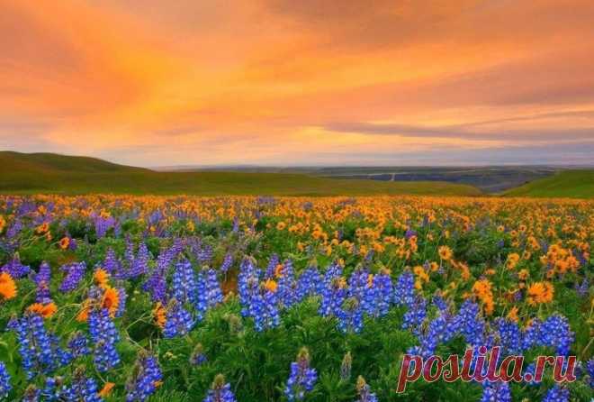 Долина цветов в Гималаях Долина Цветов — абсолютно естественное природное явление. Индийский парк находится на высоте от 3250 до 6750 метров и входит в состав всемирного биосферного заповедника.