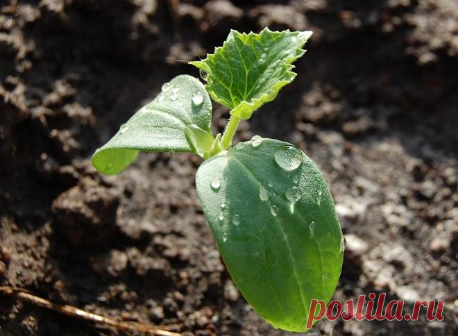 Внекорневая подкормка огурцов – самые лучшие рецепты