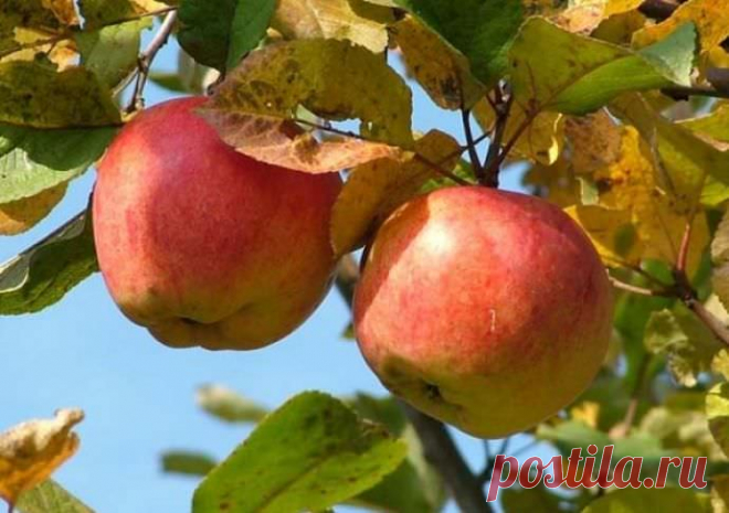 Почему иногда у яблонь краснеют и скручиваются листья