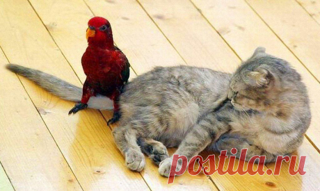 Взаимные симпатии