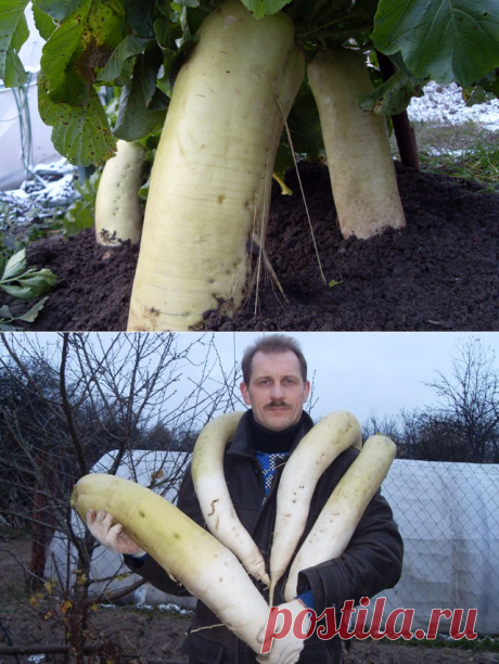 Как приручить дайкона