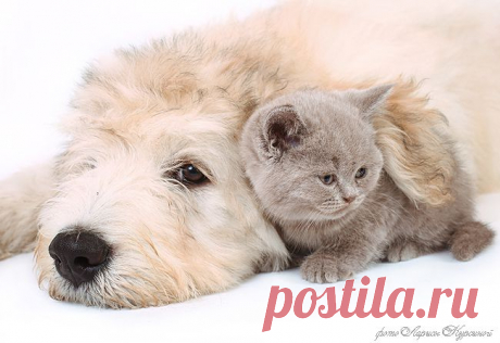 Большой и маленький.