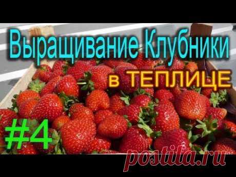 Клубника круглый год. Бизнес своими руками (Ягоды  в ноябре)
