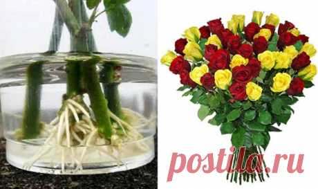 როგორ დავაფესვიანოთ ვარდი სახლის პირობებში (3 მეთოდი) სტატიის ავტორი: ლალი ადიკაშვილი - თუ პროფესიონალი მებაღე არა ხართ,  პრობლემა არ არის. თქვენ მაინც შეძლებთ ვარდის დაფესვიანებას სახლის პირობებში და ულამაზესი ვარდის გაზრდას. ასე მცენარესაც გაუხანგრძლივებთ სიცოცხლეს (ფაქტიურად,  აჩუქებთ...