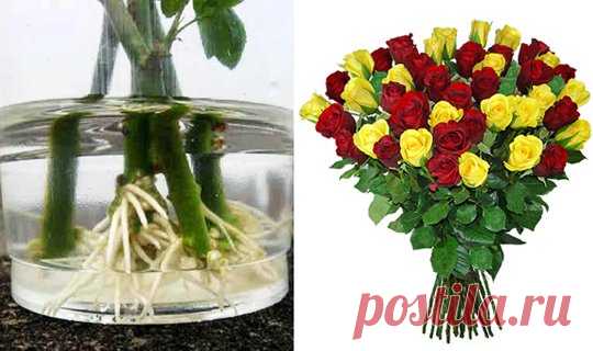 როგორ დავაფესვიანოთ ვარდი სახლის პირობებში (3 მეთოდი) სტატიის ავტორი: ლალი ადიკაშვილი - თუ პროფესიონალი მებაღე არა ხართ,  პრობლემა არ არის. თქვენ მაინც შეძლებთ ვარდის დაფესვიანებას სახლის პირობებში და ულამაზესი ვარდის გაზრდას. ასე მცენარესაც გაუხანგრძლივებთ სიცოცხლეს (ფაქტიურად,  აჩუქებთ...