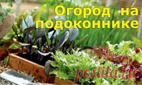 Огород на городском подоконнике