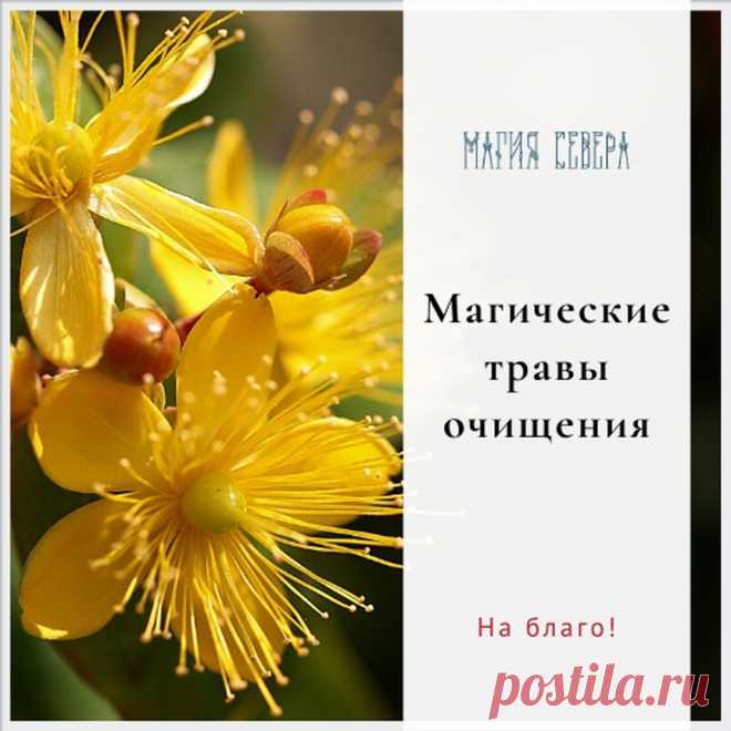 Магия Севера в Instagram: «🌾 МАГИЧЕСКИЕ ТРАВЫ ОЧИЩЕНИЯ Верно вы уж знаете, что убывающая луна – лучшее время для очищения! Могут ли нам помочь в этом магические…» 34 отметок «Нравится», 6 комментариев — Магия Севера (@magiasevera) в Instagram: «🌾 МАГИЧЕСКИЕ ТРАВЫ ОЧИЩЕНИЯ Верно вы уж знаете, что убывающая луна – лучшее время для очищения!…»