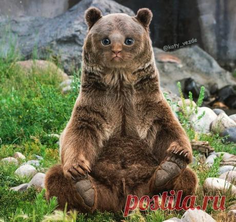 Коты везде! — Безумный мемас