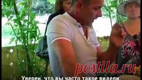 Как отличить настоящий мёд от поддельного!?