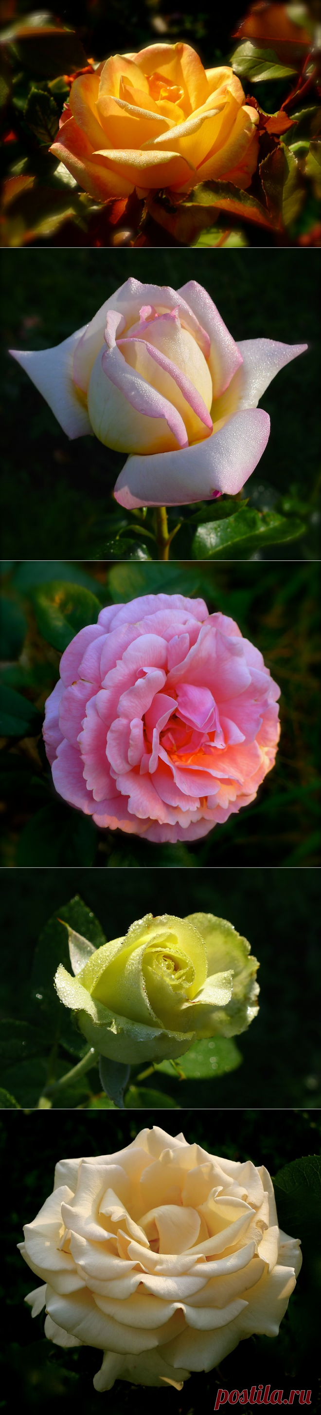 О, великолепная!