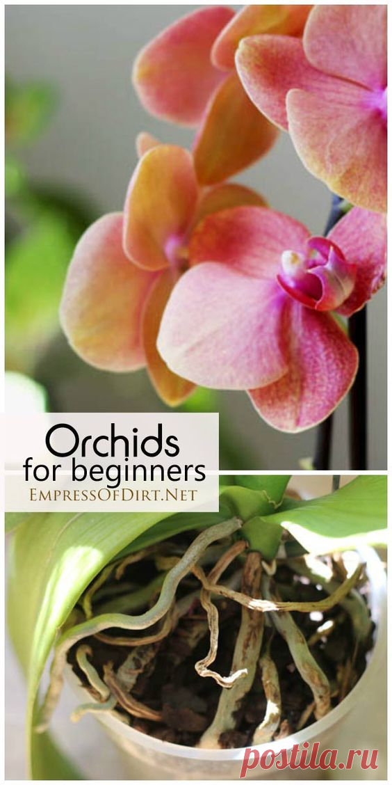 Orchids for Beginners
