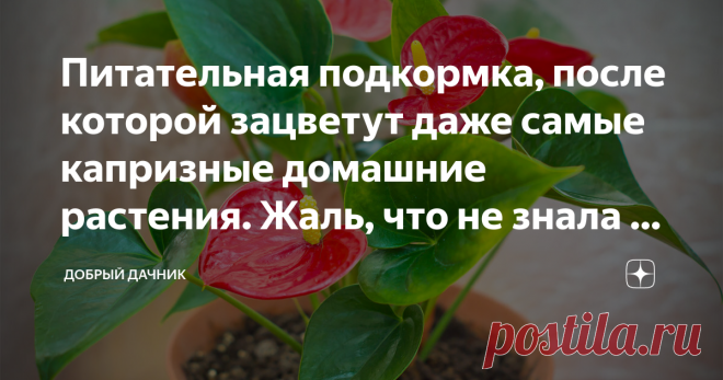 Питательная подкормка, после которой зацветут даже самые капризные домашние растения. Жаль, что не знала о ней раньше Давно развожу комнатные растения, больше всего люблю те, которые цветут. Только вот многие из них не спешат этого делать. Вроде когда покупаешь, они благоухают, но дома быстренько сбрасывают бутоны, и вот начинается долгое ожидание, когда же они снова появятся.
Конечно, я пыталась создать растениям необходимые условия. Для того, чтобы стимулировать цветение...