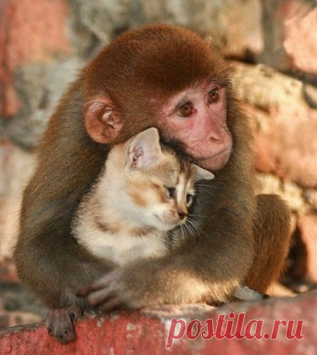 25 Animals Who Are Totally BFFs