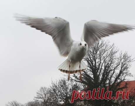 Чайки в Ужгороде