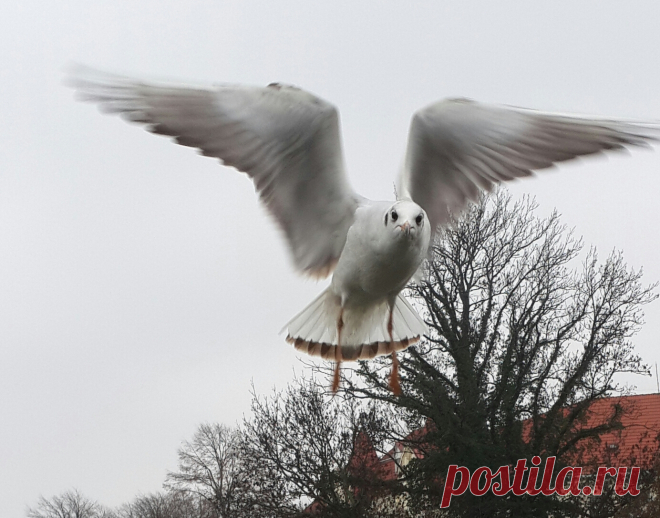 Чайки в Ужгороде