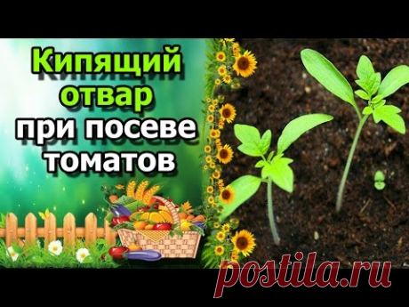 🍅Посев томатов с помощью отвара луковой шелухи. Сеем с кипятком.