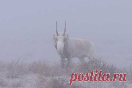 Сайгак в тумане. Автор фото – Александр Чегодаев: nat-geo.ru/community/user/44072