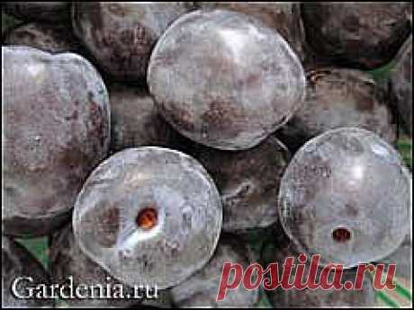 Соусы из фруктов с чесноком.