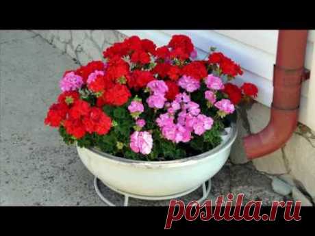 Лучший способ размножения герани. фильм5 /посадка семенами/