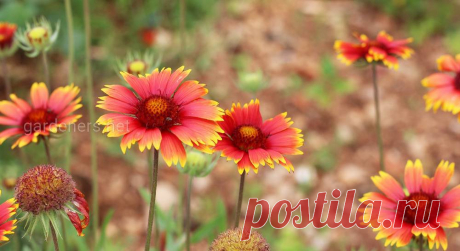 Гайлардия – необычайное украшение цветника