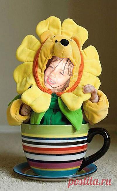 Комнатное растение..