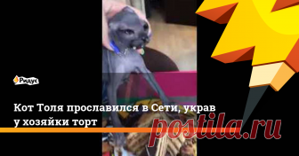 Кот Толя прославился в Сети, украв у хозяйки торт Очень наглый и целеустремленный зверь.