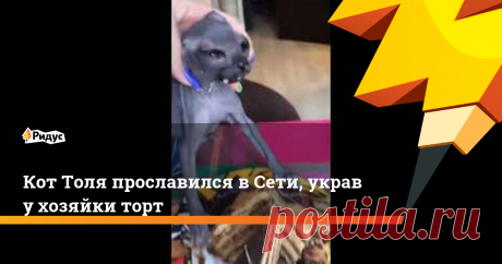 Кот Толя прославился в Сети, украв у хозяйки торт Очень наглый и целеустремленный зверь.