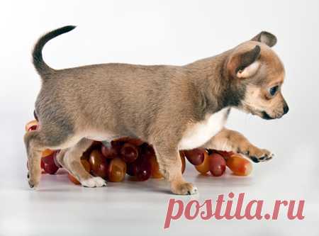 Постановочные фотографии щенков Чихуахуа | Автор Евгений Вагнер