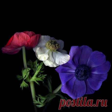 КРАСОТА НА ЧЕРНОМ БАРХОТЕ.