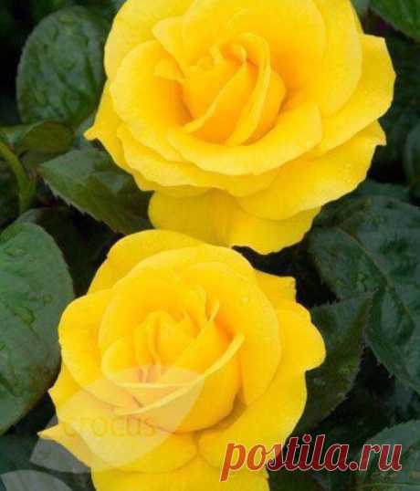 Rose lovers