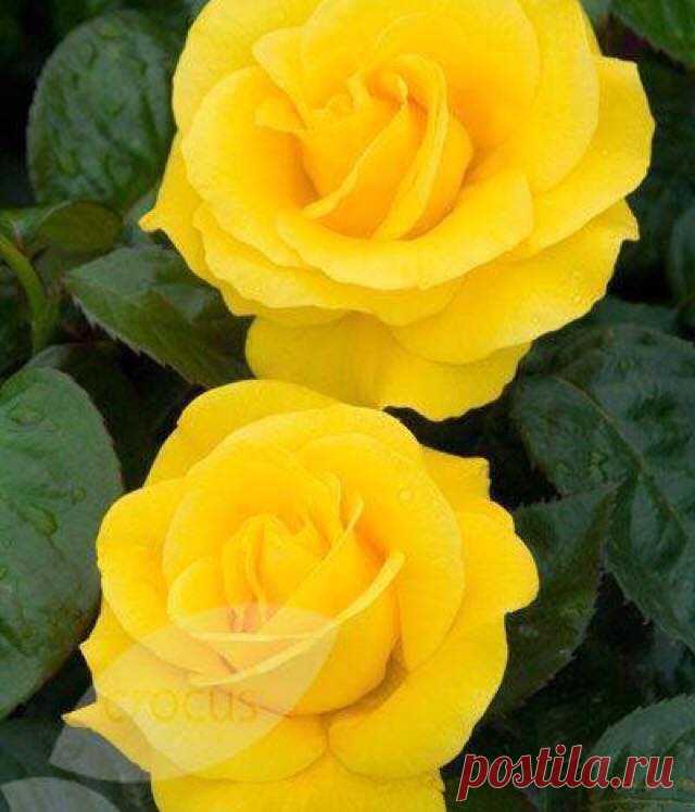 Rose lovers