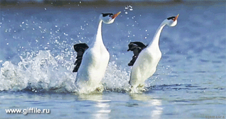 giffile.ru_gif_animals_737_thumb_500.gif (Изображение GIF, 500 × 263 пикселов)