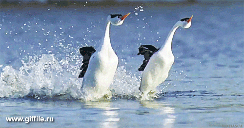 giffile.ru_gif_animals_737_thumb_500.gif (Изображение GIF, 500 × 263 пикселов)