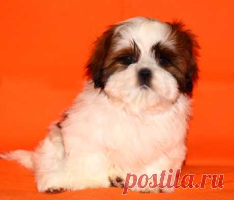 Помет О - HASHANAH HOT N SPICY + CHESVET LINE ZIPPY FUNNY GIRL