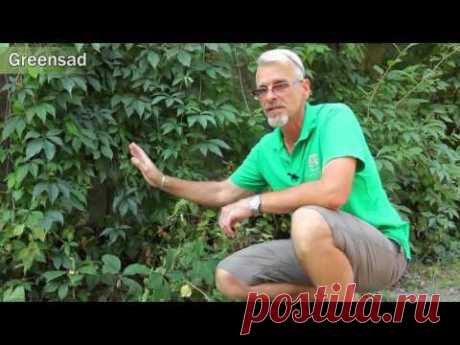 Лиана: Быстро растущие лианы - YouTube