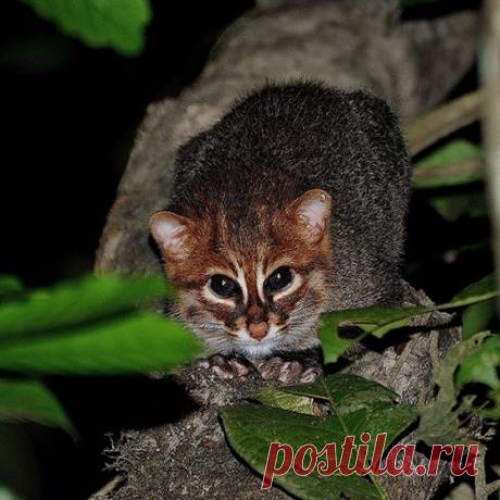 17 котов, о существовании которых знают не все