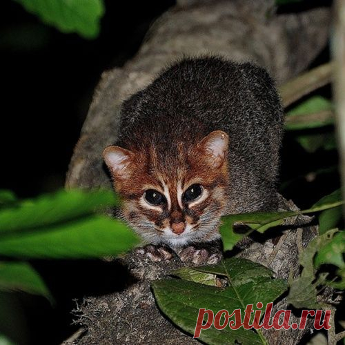 17 котов, о существовании которых знают не все