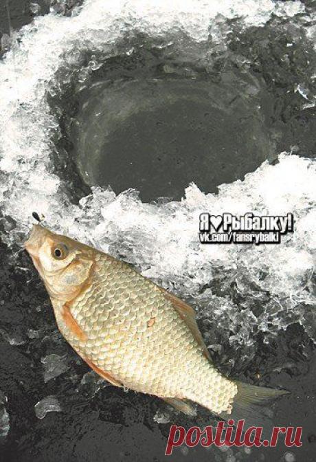 Секреты зимнего карася: Ловля карася зимой / Богатая добыча